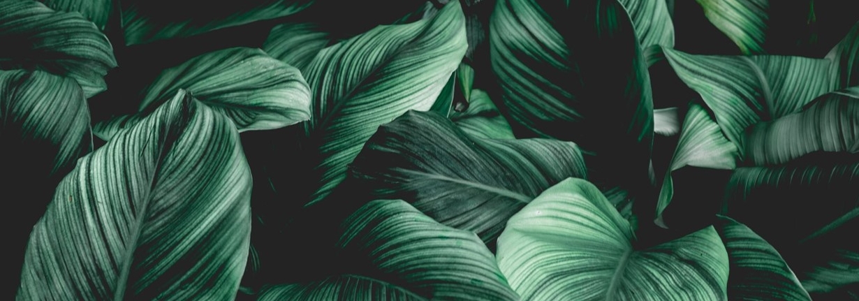 https://www.greenmeadowcc.org/banner32_1.jpg